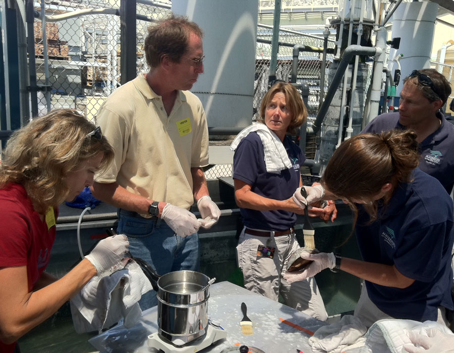 Aquarium staff working on abalone