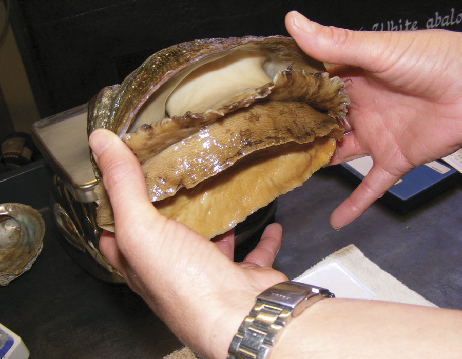 Abalone in hands showing the underside
