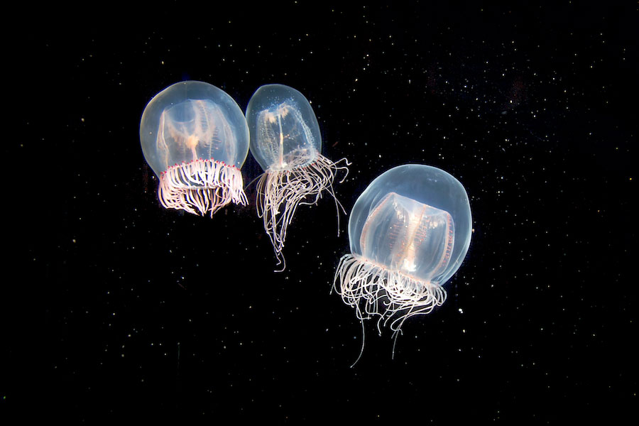 Three small bell jellies against dark background