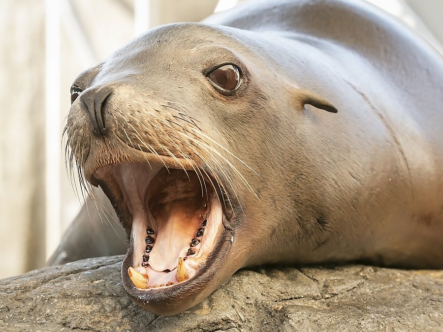 sea lion cain with mouth open