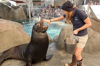 Trainer with hand on sea lion