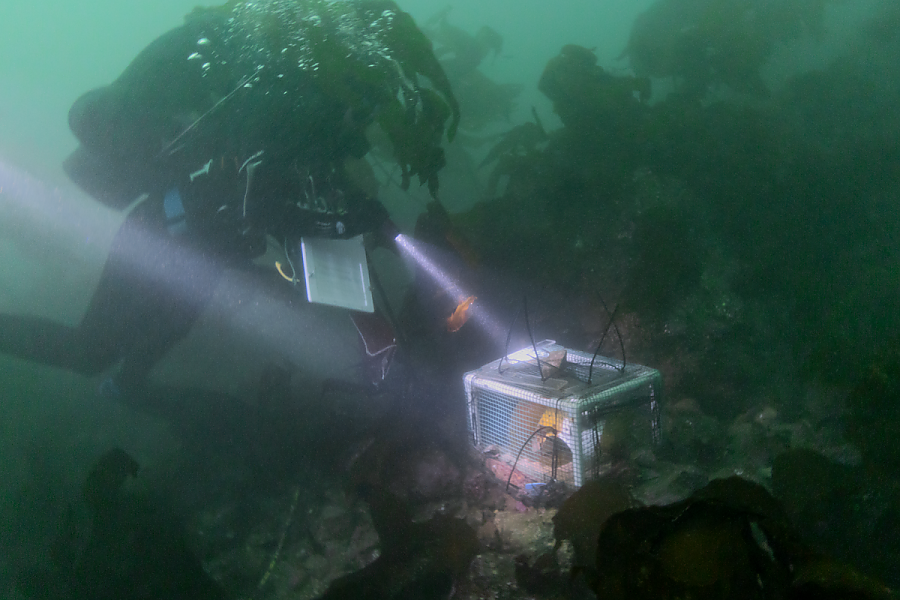 diver with a protected enclosure during outplanting underwater