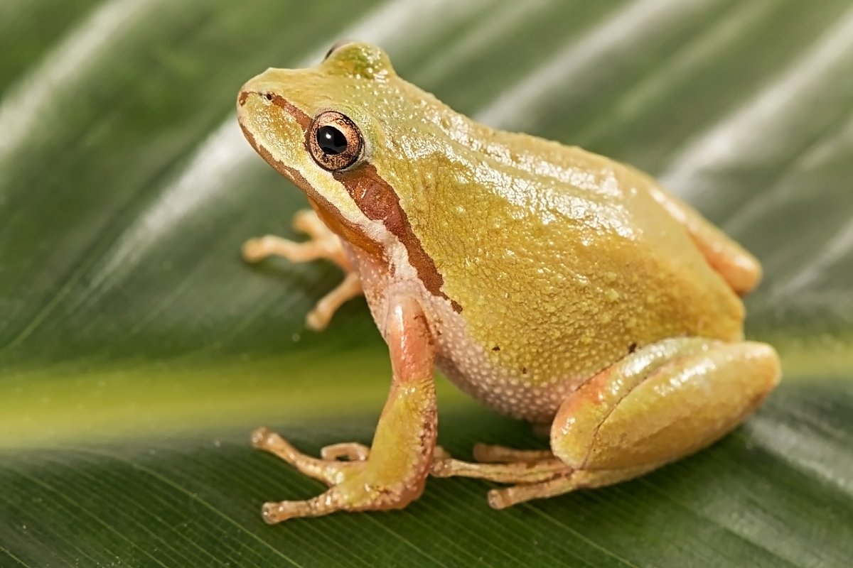 Yellowish green frog with brown stripes behind its eyes