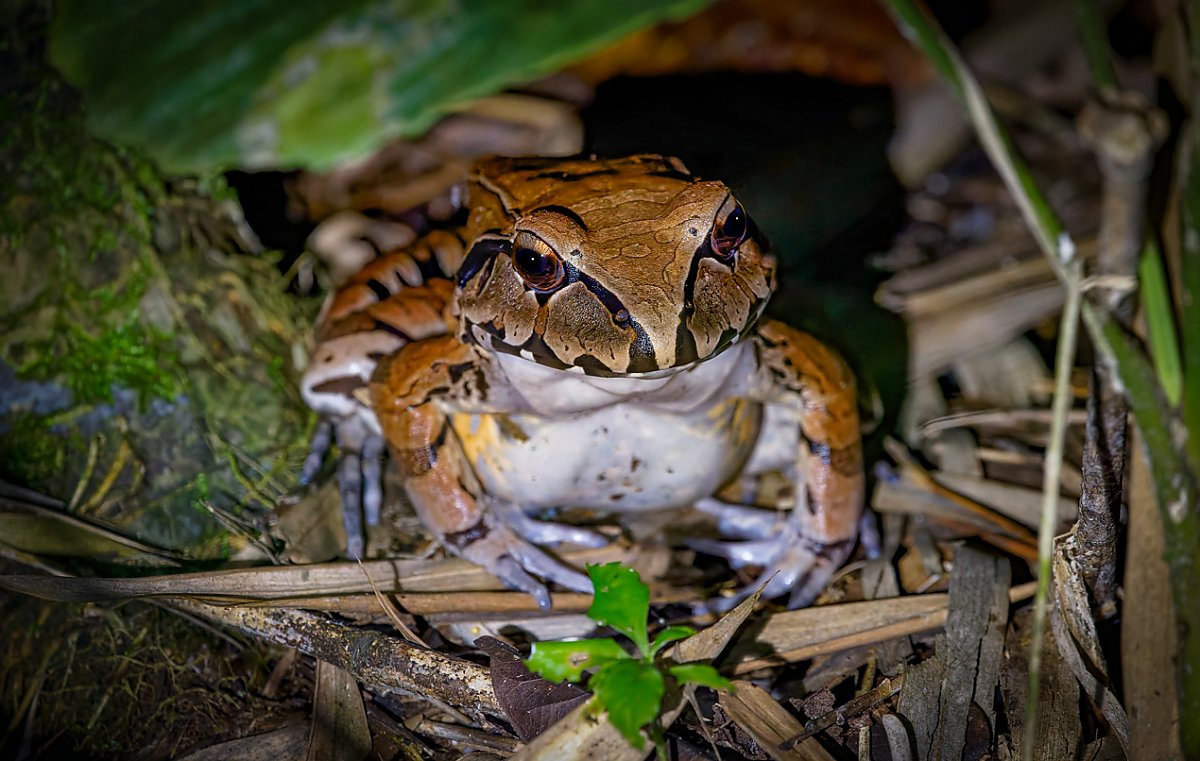 Brown frog with distinct black triangular shaped patterns, a light underside and sitting in foliage