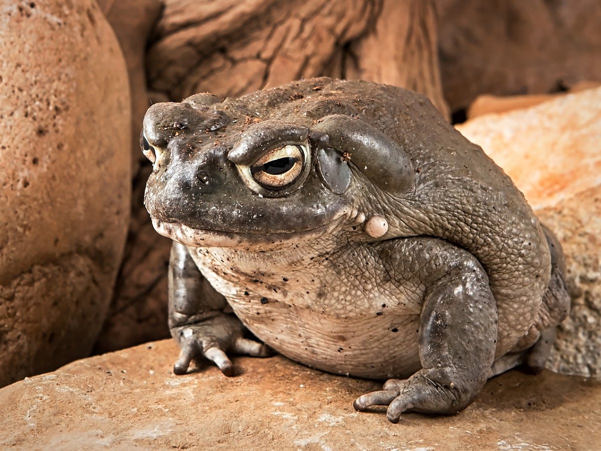 Gray brown toad with large eyebrows and circular lumps beside its head