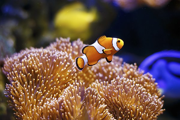 Clownfish in front of anemone
