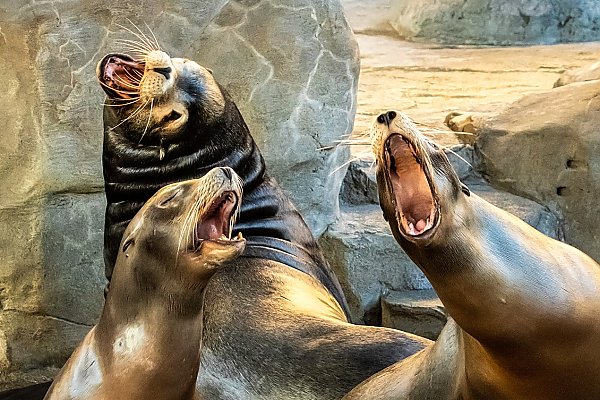 Three sea lions barking on rocks