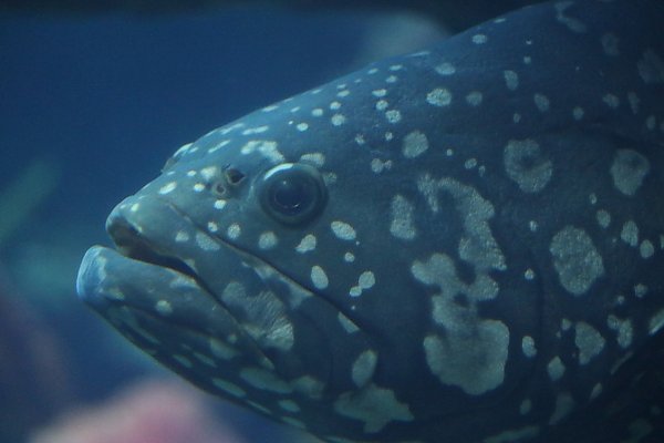 Queensland grouper close up of mottled head with gray spots