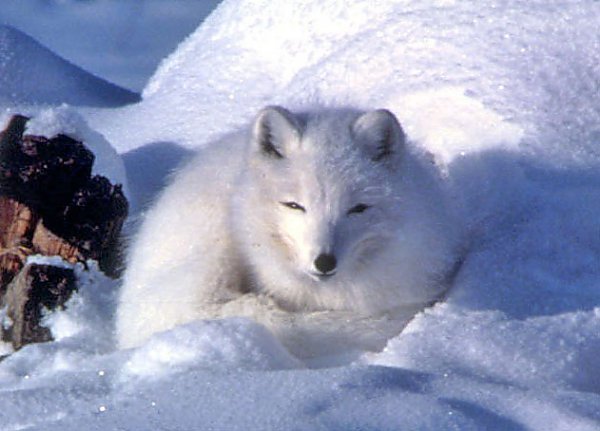 Arctic fox in snow