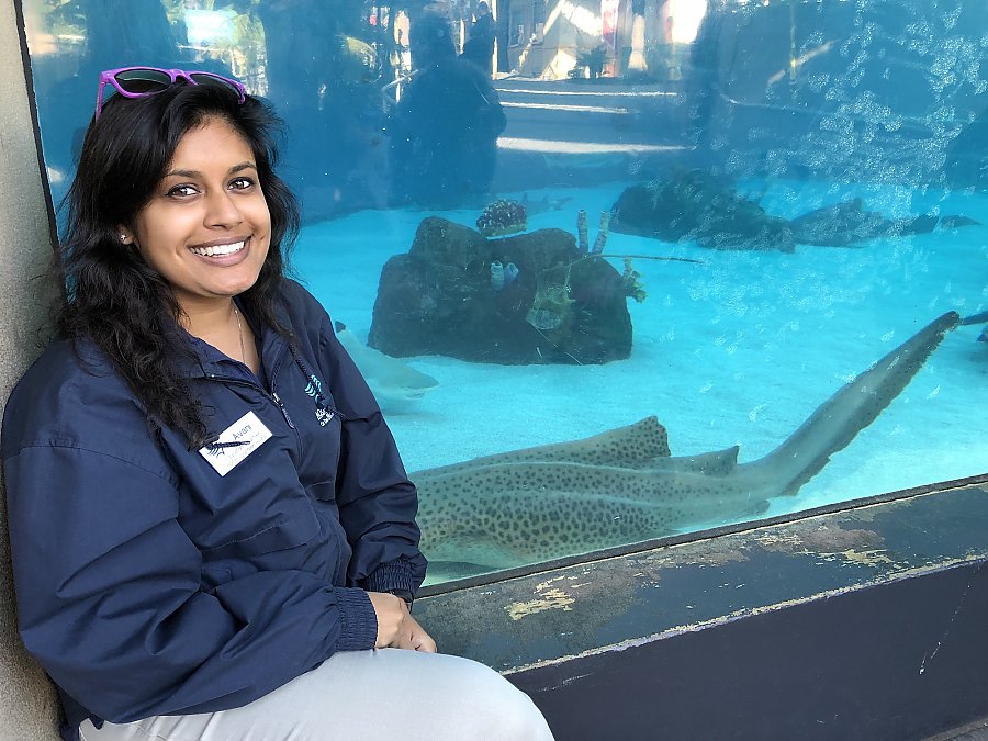 Woman sits next to large window at Shark Lagoon with a zebra shark in the background.