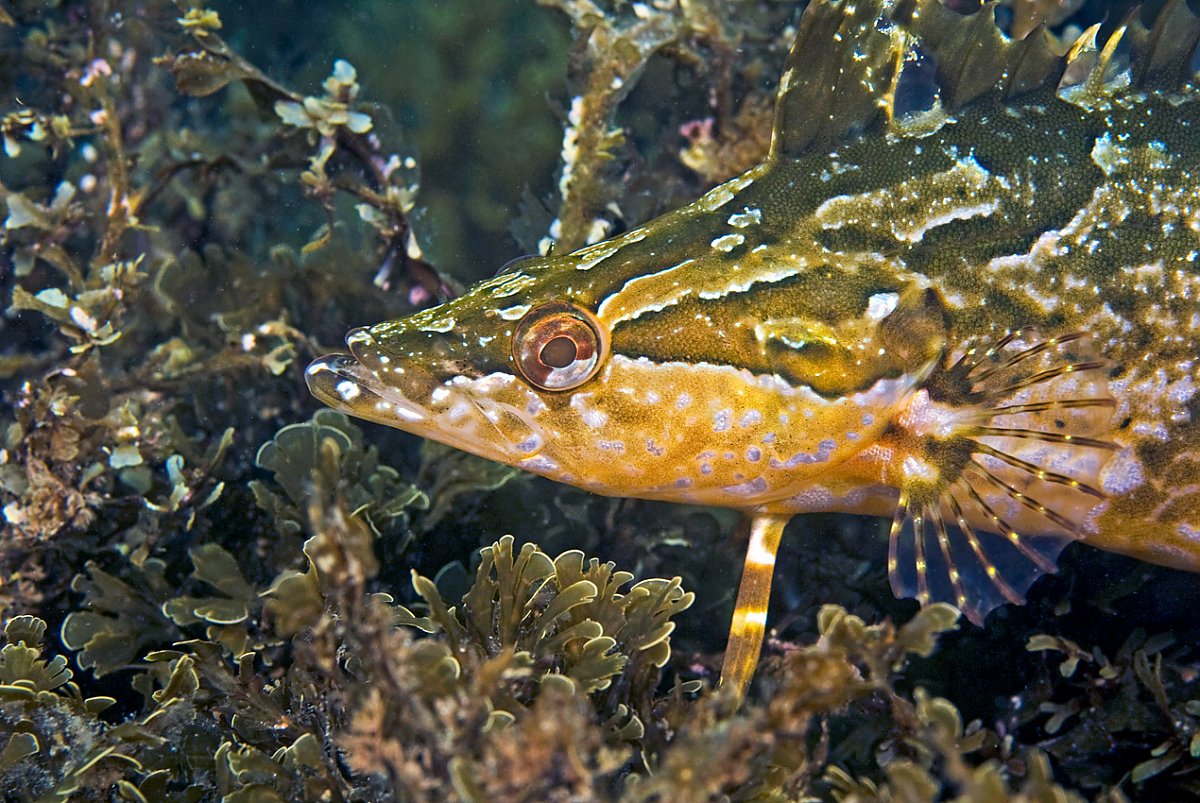 Kelpfish hiding in algae