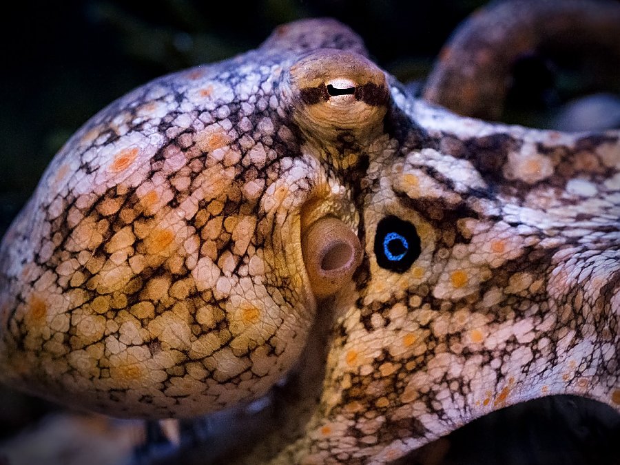 Two Spot octopus closeup
