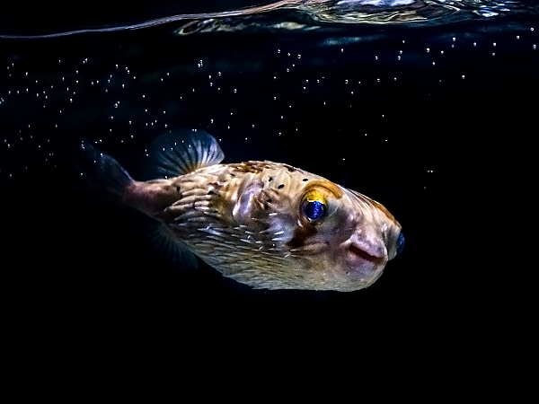 balloonfish black background under water line