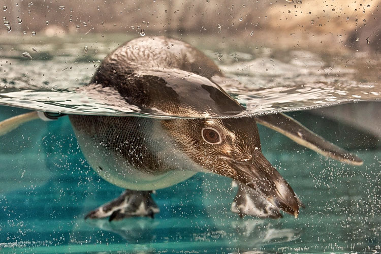 penguin peeking underwater